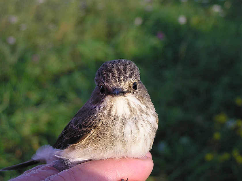 Spotted Flycatcher, Sundre 20070914